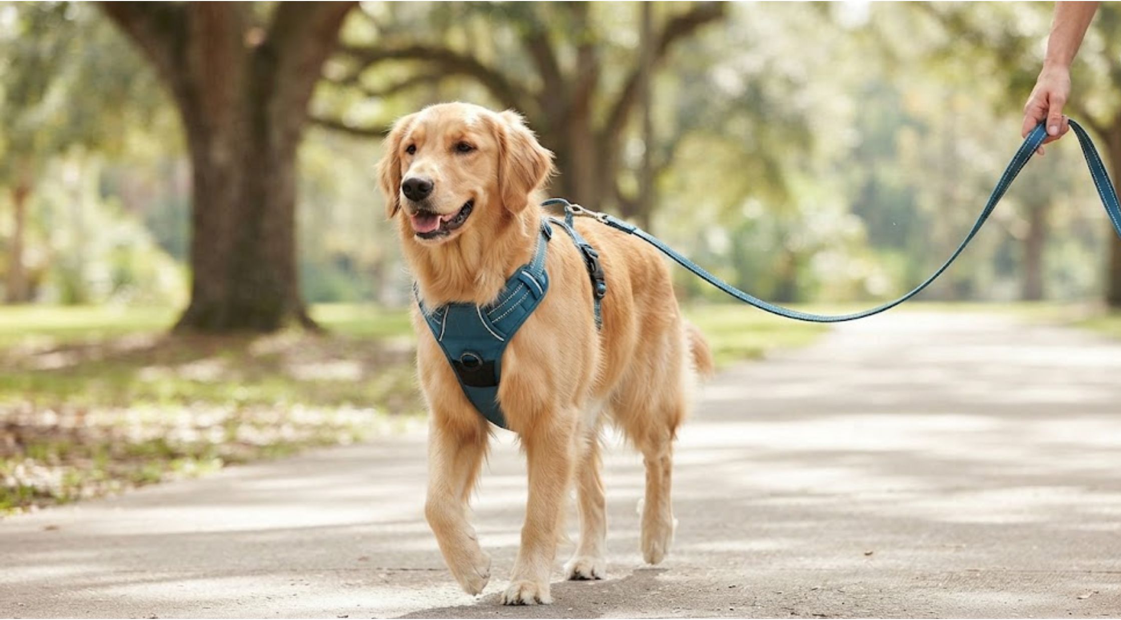 How to Choose a No-Pull Dog Harness for More Comfortable Walks